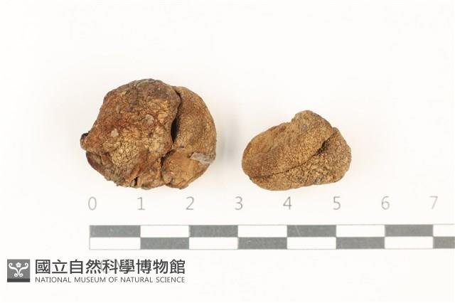 登錄號:F0037846藏品圖，第1張
