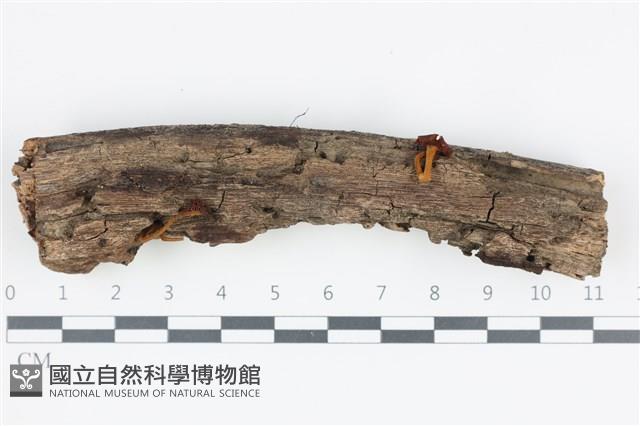 館號:F0035846藏品圖，第1張