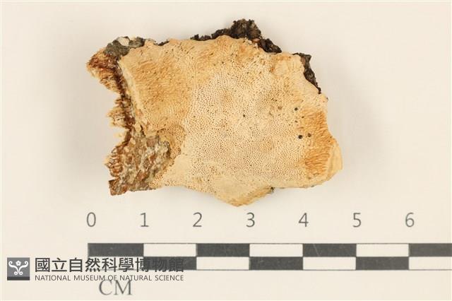 登錄號:F0019846藏品圖，第1張