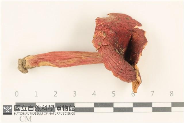 登錄號:F0036946藏品圖，第1張