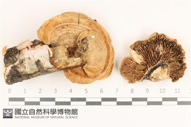 登錄號:F0017946藏品圖，第1張