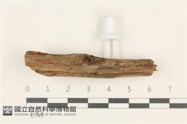登錄號:F0037946藏品圖，第1張