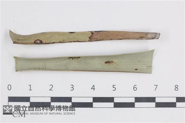 登錄號:F0038646藏品圖，第1張