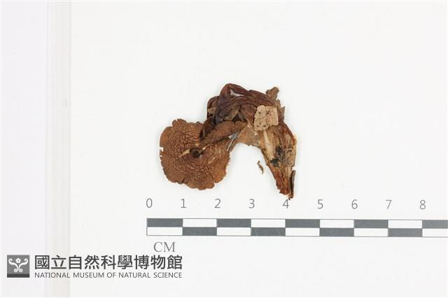 登錄號:F0036646藏品圖，第1張