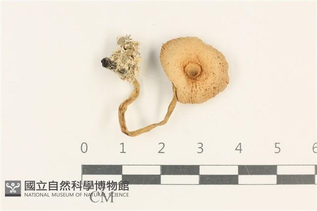 登錄號:F0037646藏品圖，第1張