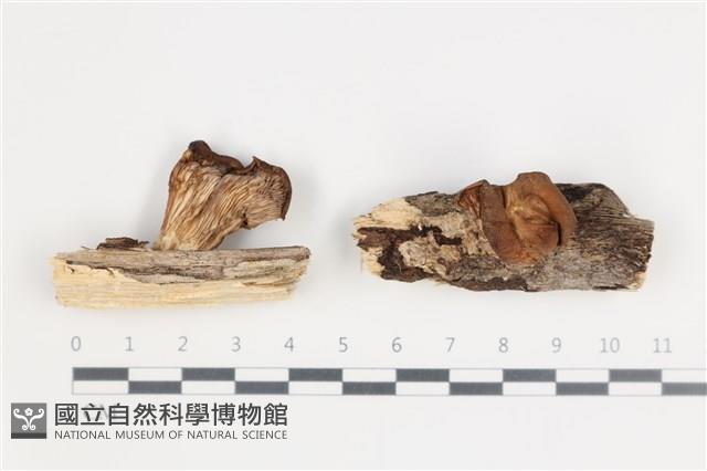 登錄號:F0035646藏品圖，第1張