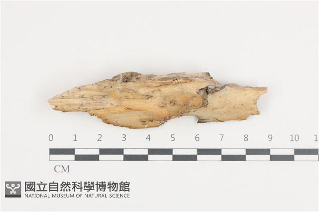 登錄號:F0036446藏品圖，第1張