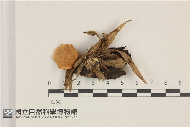 登錄號:F0037446藏品圖，第1張