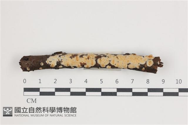 登錄號:F0035446藏品圖，第1張
