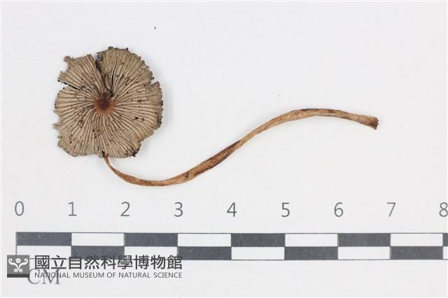 Accession Number:F0038746 Collection Image, Figure 1, Total 3 Figures