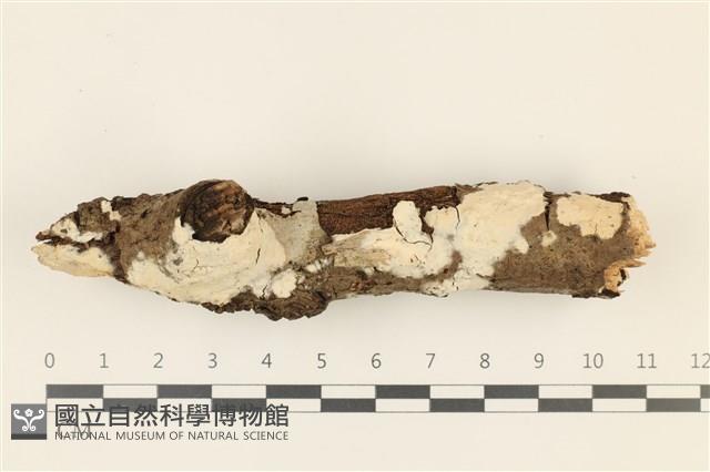登錄號:F0036746藏品圖，第1張