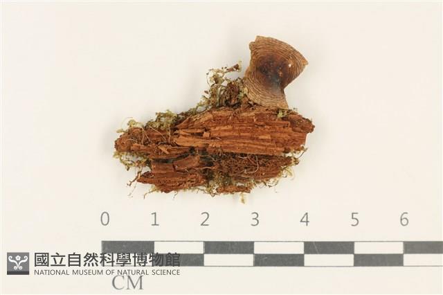 紅菇屬藏品圖，第1張