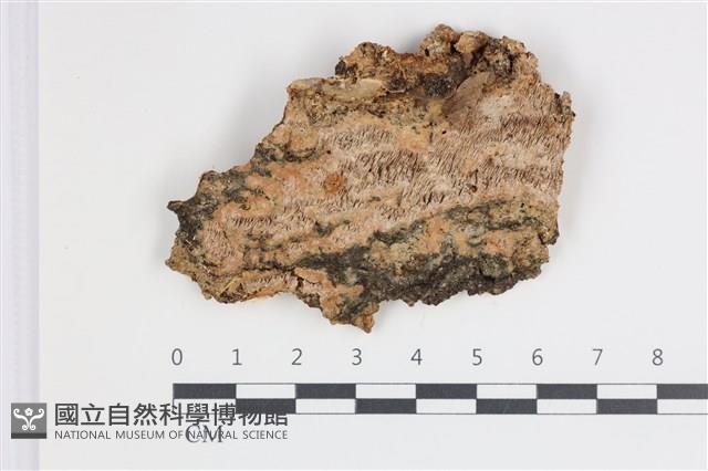 登錄號:F0035746藏品圖，第1張