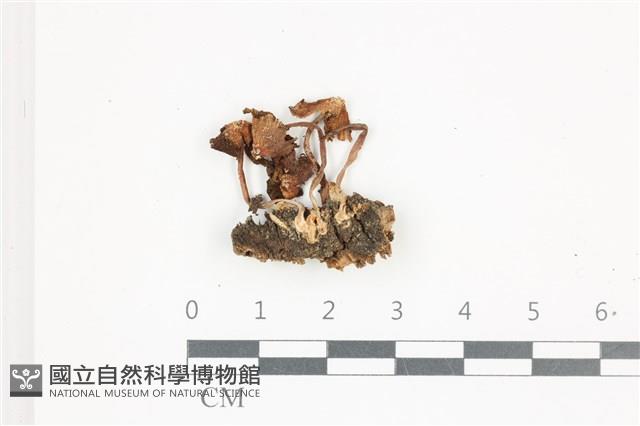 鬼傘屬藏品圖，第1張
