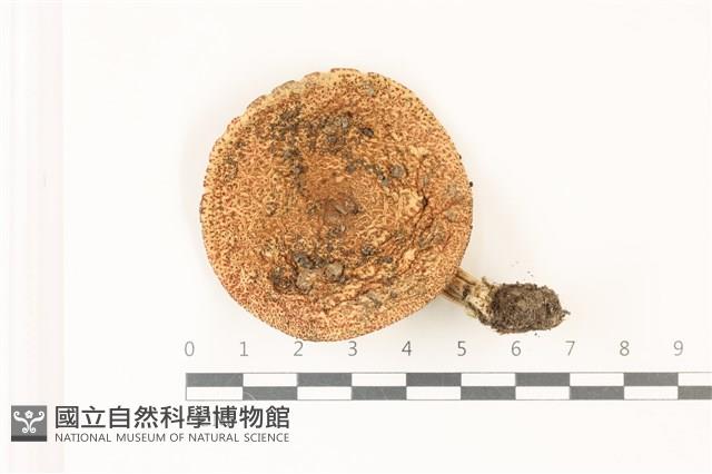 登錄號:F0037546藏品圖，第1張