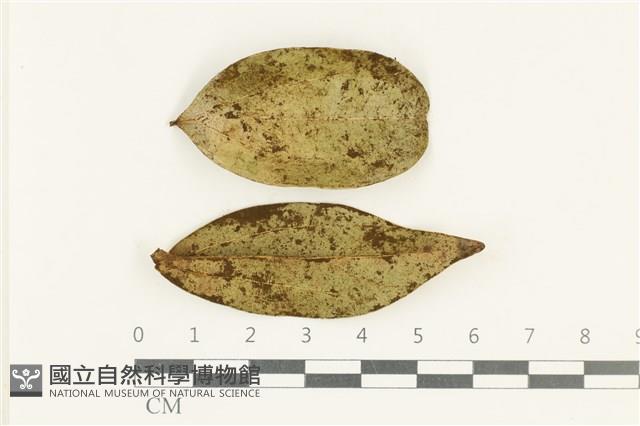 登錄號:F0038146藏品圖，第1張