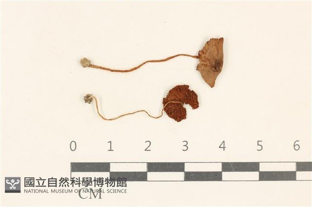 登錄號:F0037146藏品圖，第1張