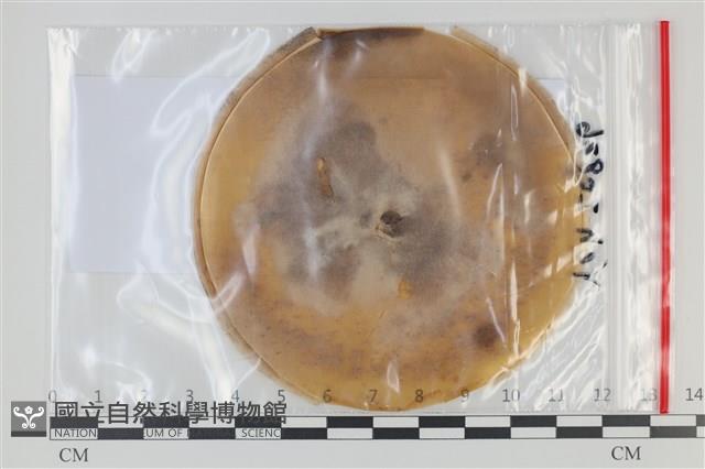 登錄號:F0035146藏品圖，第1張