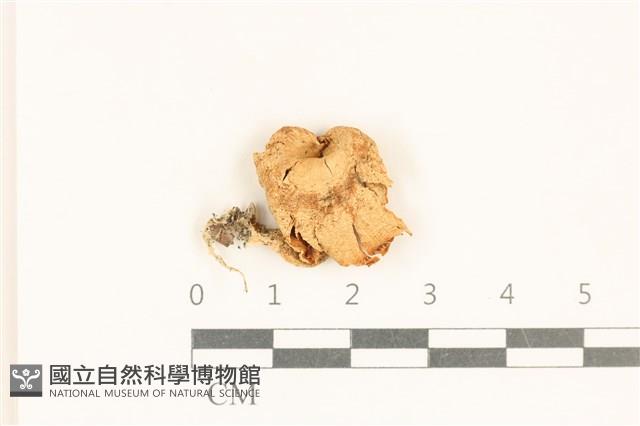 小皮傘屬藏品圖，第1張