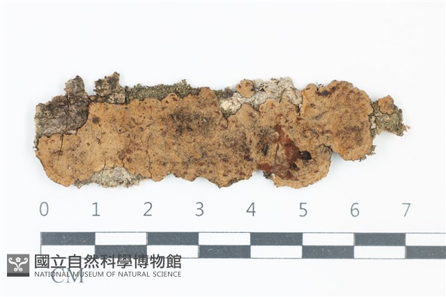 登錄號:F0039146藏品圖，第1張