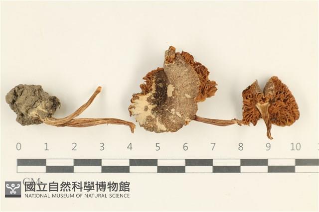 登錄號:F0038046藏品圖，第1張