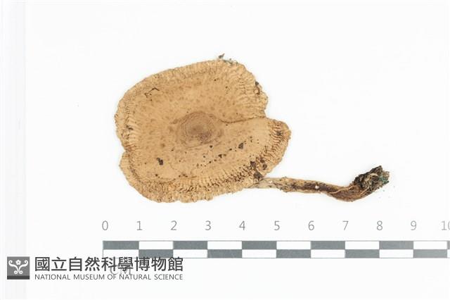 登錄號:F0036046藏品圖，第1張