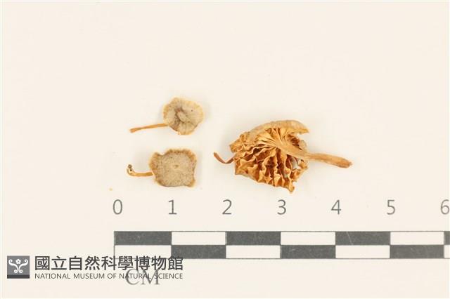 小皮傘屬藏品圖，第1張