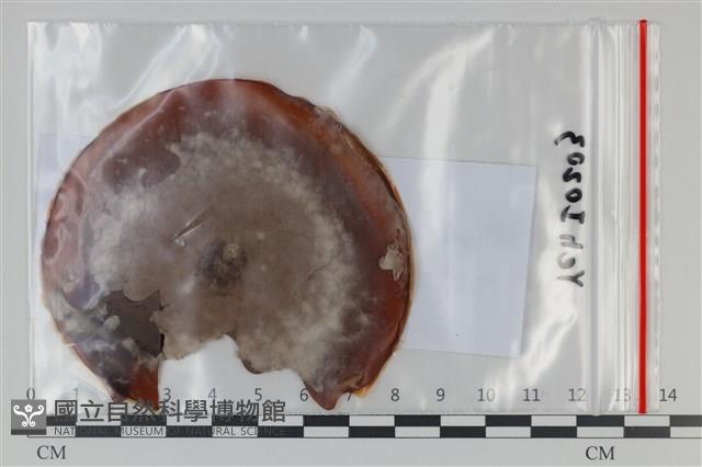 登錄號:F0035046藏品圖，第1張