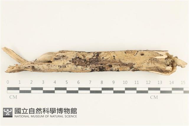 Accession Number:F0038346 Collection Image, Figure 1, Total 2 Figures