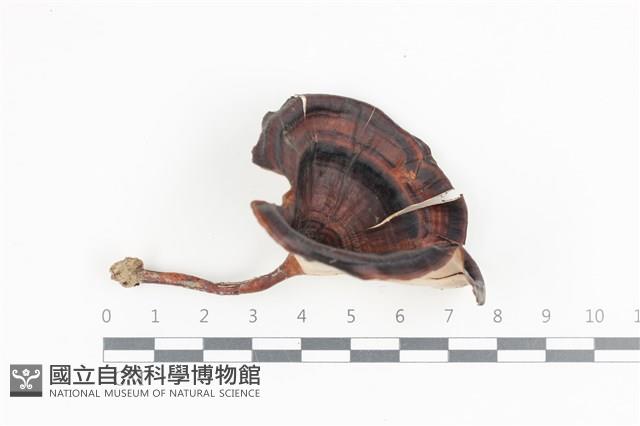 相鄰小孔菌藏品圖，第1張