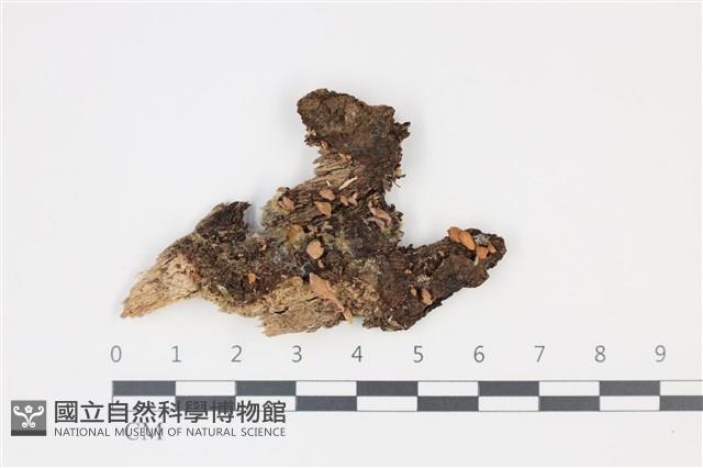 登錄號:F0035346藏品圖，第1張