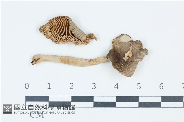 登錄號:F0039346藏品圖，第1張