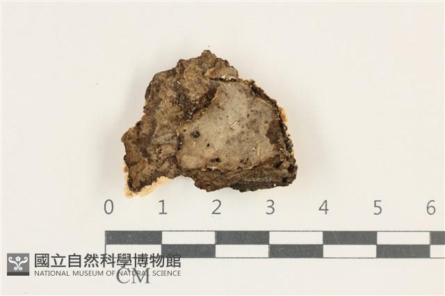 登錄號:F0038296藏品圖，第1張