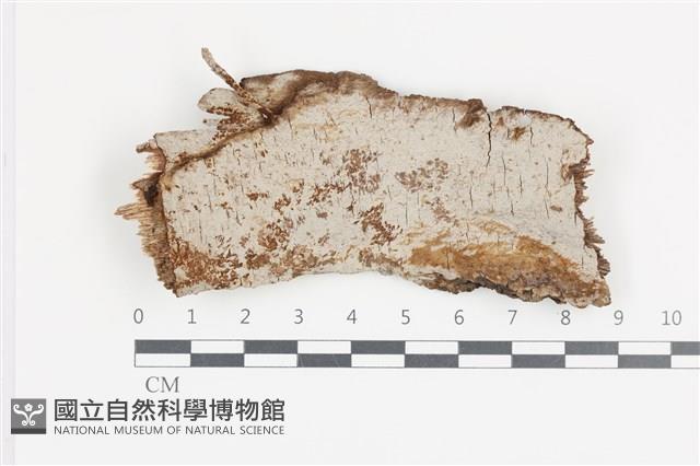 刺革菌屬藏品圖，第1張