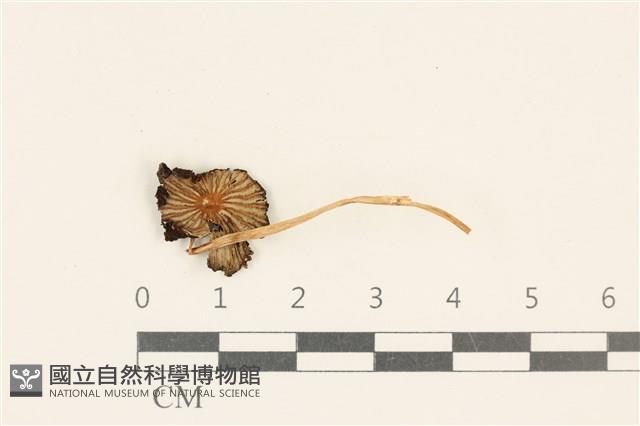 登錄號:F0037296藏品圖，第1張