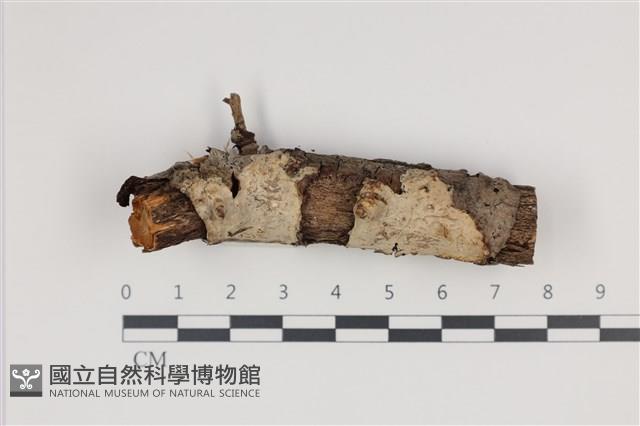 射脈菌屬藏品圖，第1張