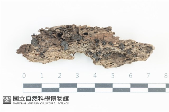 登錄號:F0039296藏品圖，第1張