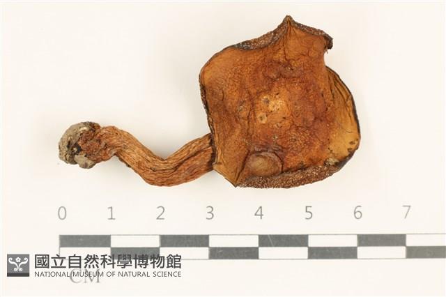 登錄號:F0036896藏品圖，第1張