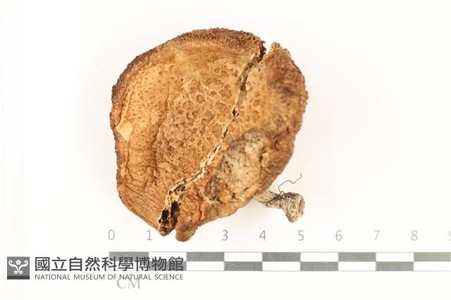 登錄號:F0037896藏品圖，第1張