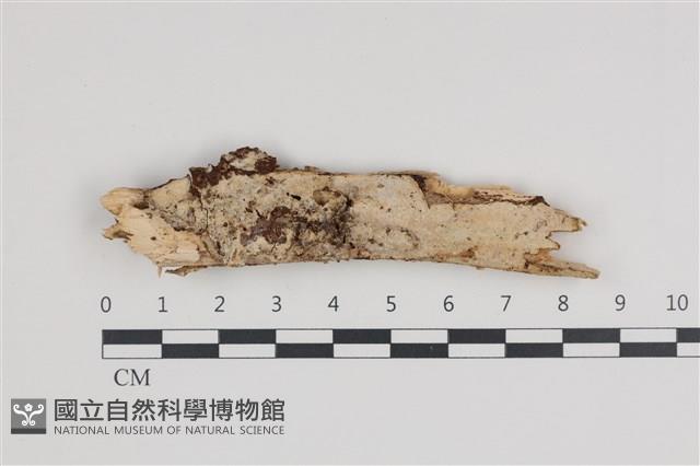 絲齒菌屬藏品圖，第1張