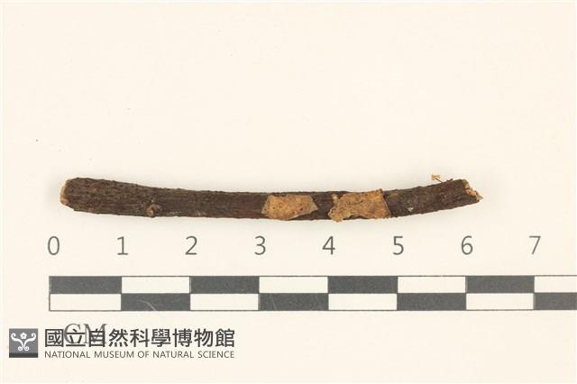 登錄號:F0036996藏品圖，第1張