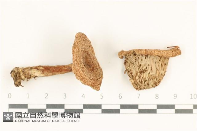 登錄號:F0037996藏品圖，第1張