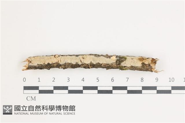 登錄號:F0035996藏品圖，第1張