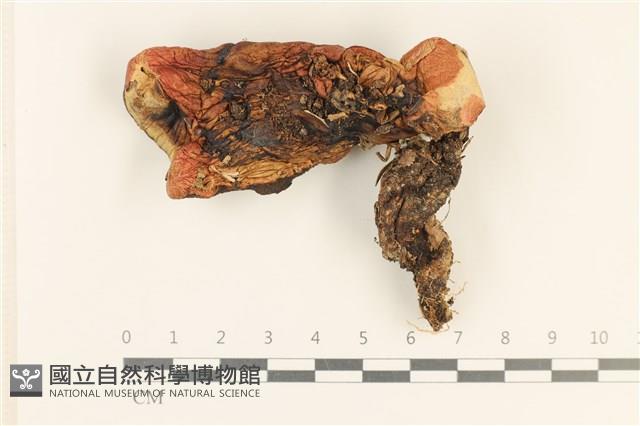 登錄號:F0028696藏品圖，第1張