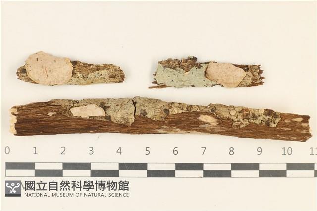 刺皮菌屬藏品圖，第1張