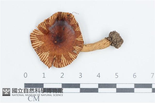 登錄號:F0038696藏品圖，第1張