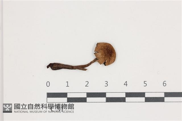 登錄號:F0036696藏品圖，第1張