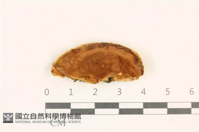 登錄號:F0017696藏品圖，第1張