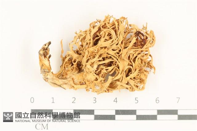 登錄號:F0037696藏品圖，第1張