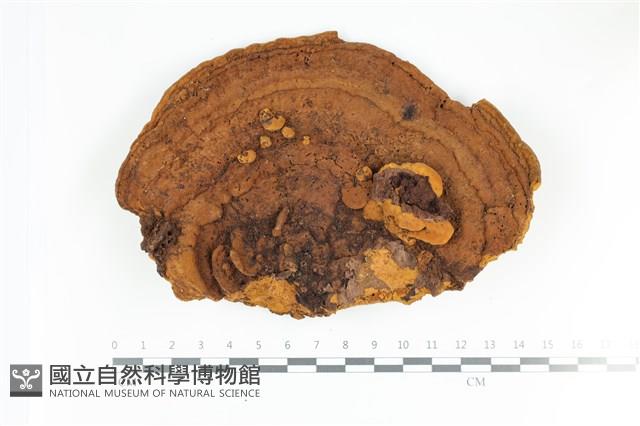 登錄號:F0035696藏品圖，第1張